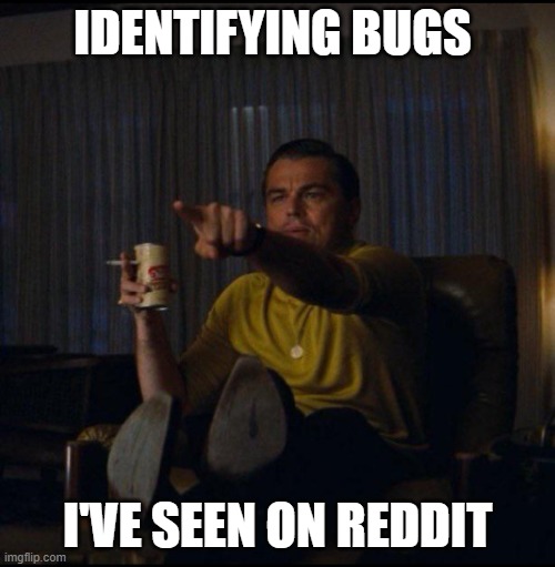 Nobody ever ask "How's" this bug... | IDENTIFYING BUGS; I'VE SEEN ON REDDIT | image tagged in leonardo dicaprio pointing | made w/ Imgflip meme maker