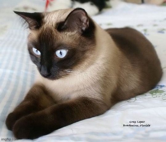 Cute Siamese Cat | image tagged in cat | made w/ Imgflip meme maker