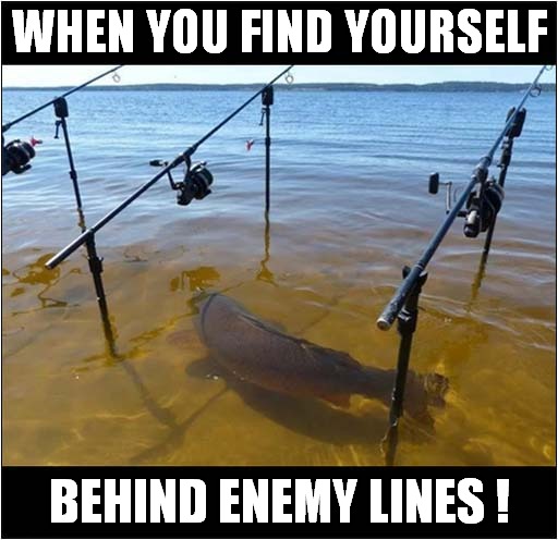 Fishy Behaviour ? | WHEN YOU FIND YOURSELF; BEHIND ENEMY LINES ! | image tagged in fun,fish,fishing,enemy | made w/ Imgflip meme maker