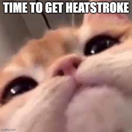 this cat | TIME TO GET HEATSTROKE | made w/ Imgflip meme maker