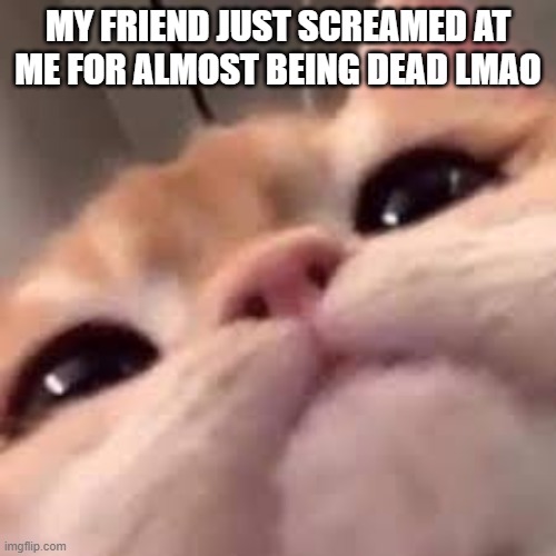 *passes out* **wakes up** dude wtf we just lost bc of u | MY FRIEND JUST SCREAMED AT ME FOR ALMOST BEING DEAD LMAO | image tagged in smug asf cat or shit idk im dumb | made w/ Imgflip meme maker