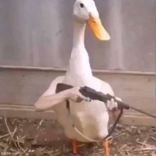 Donk | image tagged in donk | made w/ Imgflip meme maker