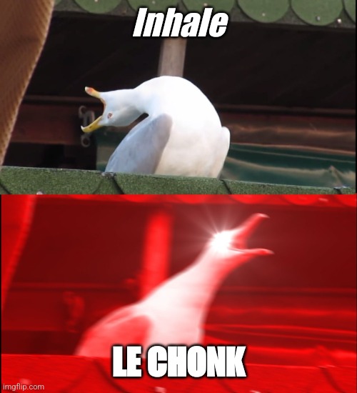 Screaming bird | Inhale; LE CHONK | image tagged in screaming bird | made w/ Imgflip meme maker
