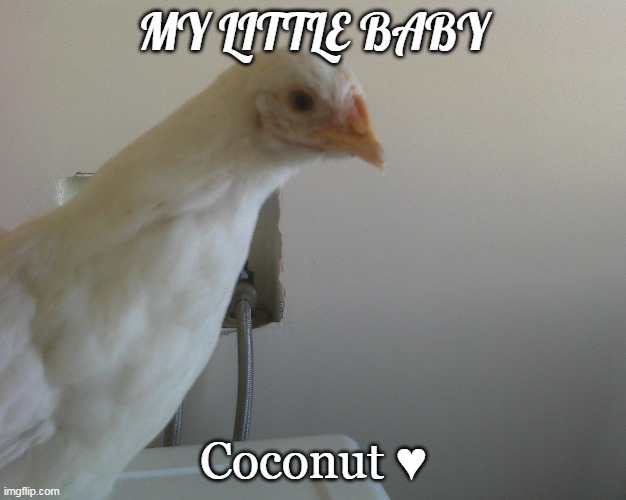  MY LITTLE BABY; Coconut ♥ | made w/ Imgflip meme maker