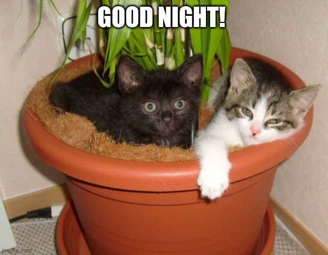 Cats | GOOD NIGHT! | image tagged in cats | made w/ Imgflip meme maker