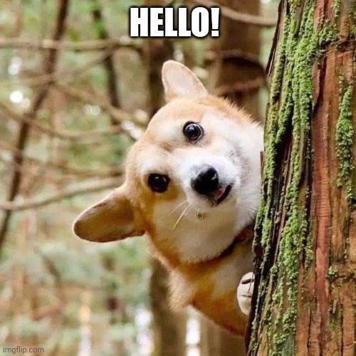 Fun dog | HELLO! | image tagged in dog | made w/ Imgflip meme maker