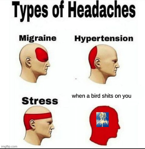 Types of Headaches meme | when a bird shits on you | image tagged in types of headaches meme | made w/ Imgflip meme maker
