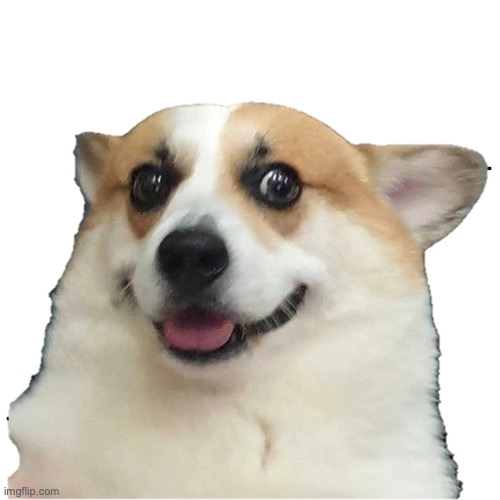 Confusidog | image tagged in confusidog | made w/ Imgflip meme maker