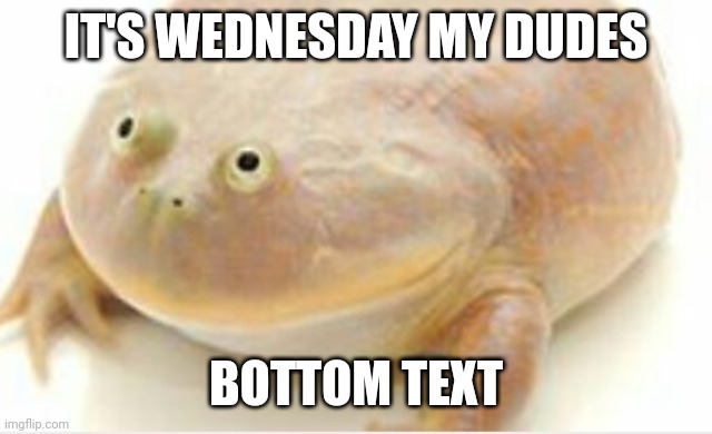 It's Wednesday my dudes | IT'S WEDNESDAY MY DUDES BOTTOM TEXT | image tagged in it's wednesday my dudes | made w/ Imgflip meme maker
