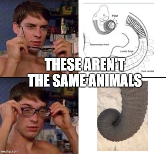 is this NSFW | THESE AREN'T THE SAME ANIMALS | image tagged in glasses on and off | made w/ Imgflip meme maker