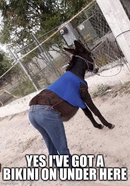 Donkey wearing clothes | YES I'VE GOT A BIKINI ON UNDER HERE | image tagged in donkey wearing clothes | made w/ Imgflip meme maker