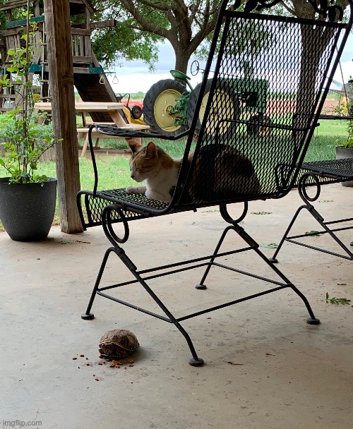 Cat patiently waiting its turn | made w/ Imgflip meme maker