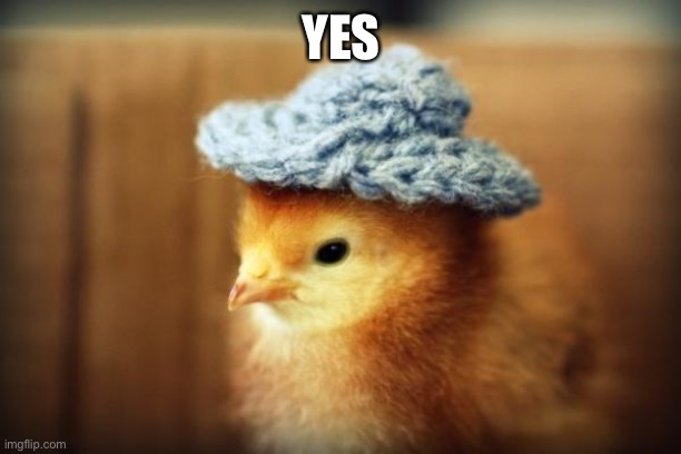 Day one of chickens with hats | YES | made w/ Imgflip meme maker