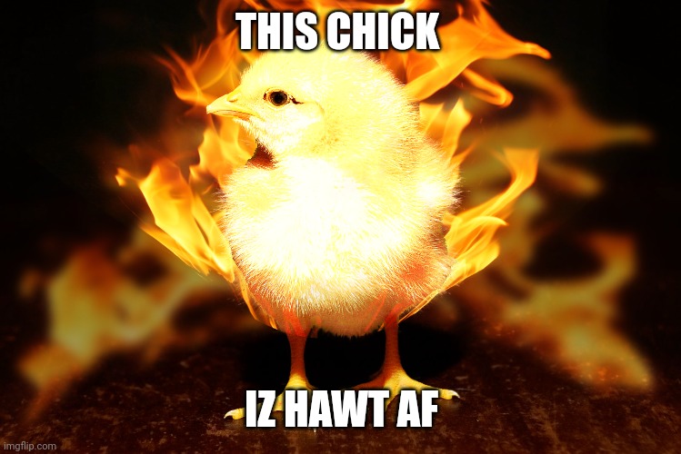 Hottest chick on earth am I right | THIS CHICK; IZ HAWT AF | image tagged in chicken,puns | made w/ Imgflip meme maker