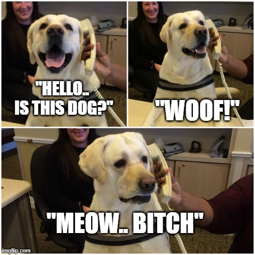 CATS DO IT BETTER | "WOOF!"; "HELLO.. 
IS THIS DOG?"; "MEOW.. BITCH" | image tagged in labrador on phone,pranks,cats | made w/ Imgflip meme maker