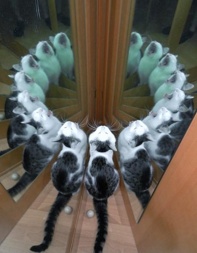 Mirror cats Blank Meme Template