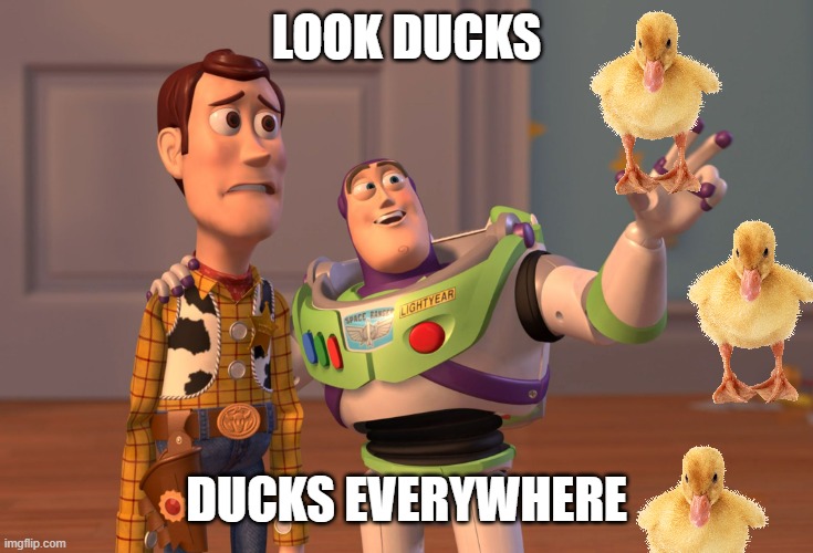 X, X Everywhere | LOOK DUCKS; DUCKS EVERYWHERE | image tagged in memes,x x everywhere | made w/ Imgflip meme maker