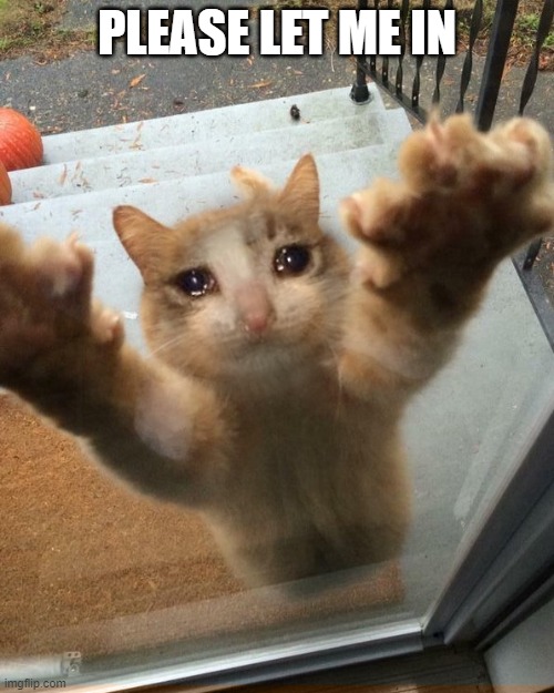 Crying sad cat trying to get into house | PLEASE LET ME IN | image tagged in crying sad cat trying to get into house,funny,memes,cats,president_joe_biden | made w/ Imgflip meme maker