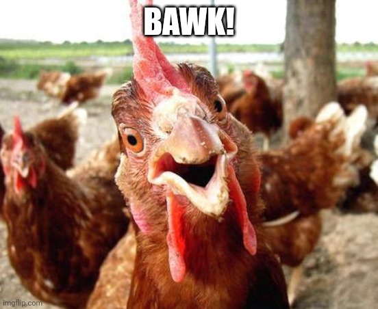 Chicken | BAWK! | image tagged in chicken | made w/ Imgflip meme maker