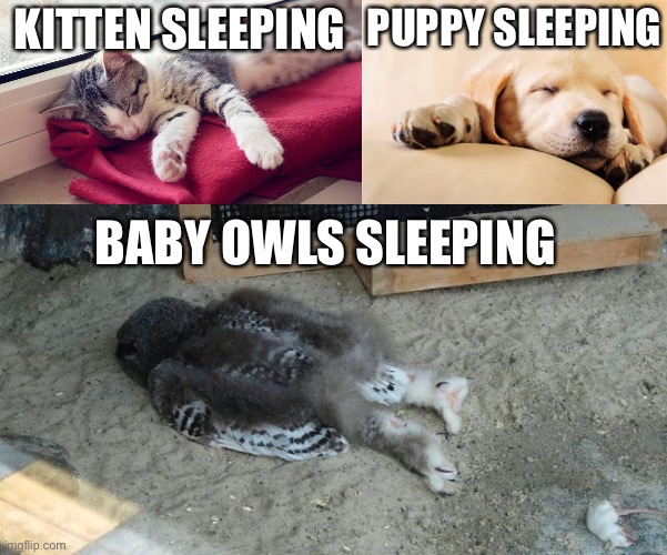 Baby owl | PUPPY SLEEPING; KITTEN SLEEPING; BABY OWLS SLEEPING | image tagged in owl | made w/ Imgflip meme maker