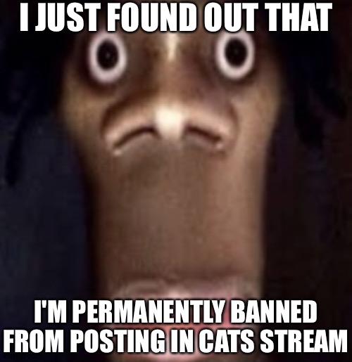 Can't do my promos anymore :/ | I JUST FOUND OUT THAT; I'M PERMANENTLY BANNED FROM POSTING IN CATS STREAM | image tagged in quandale dingle | made w/ Imgflip meme maker