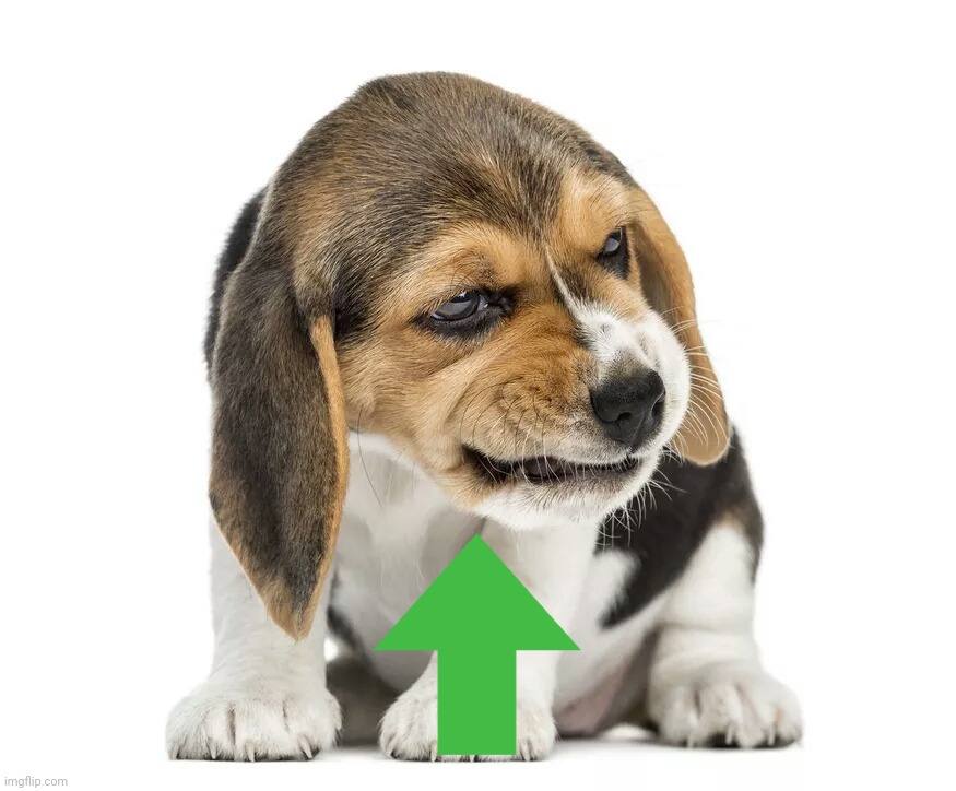 Cute beagle pup | image tagged in cute beagle pup | made w/ Imgflip meme maker