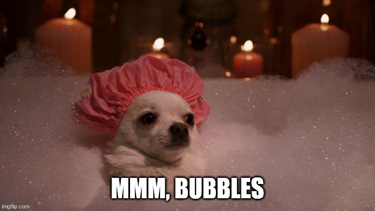 Chihuahua Bubble Bath | MMM, BUBBLES | image tagged in chihuahua bubble bath | made w/ Imgflip meme maker