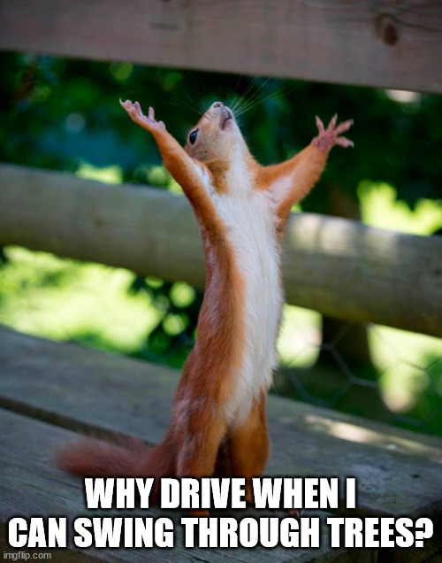 Red Squirrel Reaching | WHY DRIVE WHEN I CAN SWING THROUGH TREES? | image tagged in red squirrel reaching | made w/ Imgflip meme maker