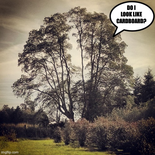 Tree Quote Inspirational | DO I LOOK LIKE CARDBOARD? | image tagged in tree quote inspirational | made w/ Imgflip meme maker