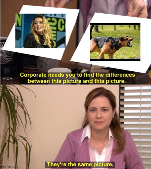 A rabid female dog will always be a rabid female dog | image tagged in memes,they're the same picture,amber heard,bitch | made w/ Imgflip meme maker