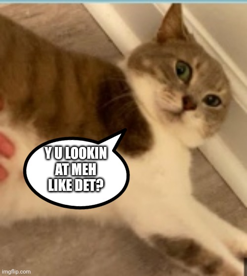 Why? | Y U LOOKIN AT MEH LIKE DET? | image tagged in cat | made w/ Imgflip meme maker