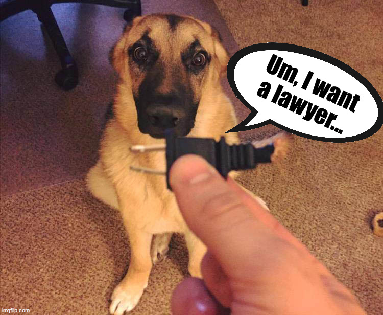 Um, I want a lawyer... | image tagged in dogs | made w/ Imgflip meme maker