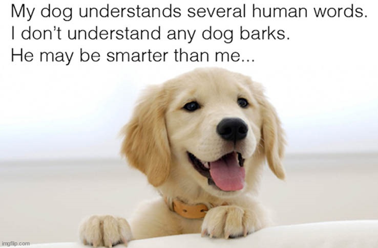 Dog barks | image tagged in dogs | made w/ Imgflip meme maker