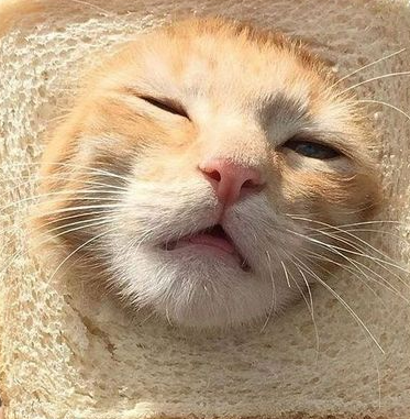 High Quality Bread cat Blank Meme Template