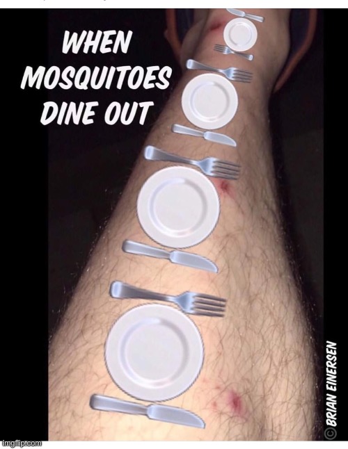 Summer Dining | image tagged in summer,mosquitoes,leggy,brian einersen | made w/ Imgflip meme maker