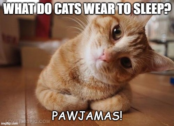 Daily Bad Dad Joke 06/02/2022 |  WHAT DO CATS WEAR TO SLEEP? PAWJAMAS! | image tagged in curious question cat | made w/ Imgflip meme maker