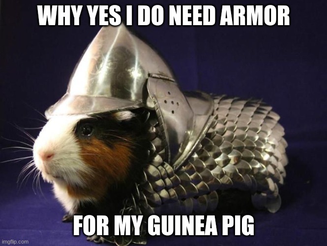 The funny |  WHY YES I DO NEED ARMOR; FOR MY GUINEA PIG | image tagged in guinea pig,armor,funny | made w/ Imgflip meme maker
