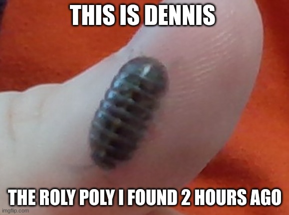dennis :D | THIS IS DENNIS; THE ROLY POLY I FOUND 2 HOURS AGO | made w/ Imgflip meme maker