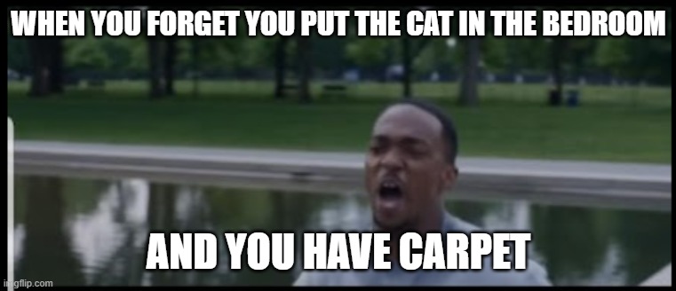 WHEN YOU FORGET YOU PUT THE CAT IN THE BEDROOM; AND YOU HAVE CARPET | image tagged in cats | made w/ Imgflip meme maker