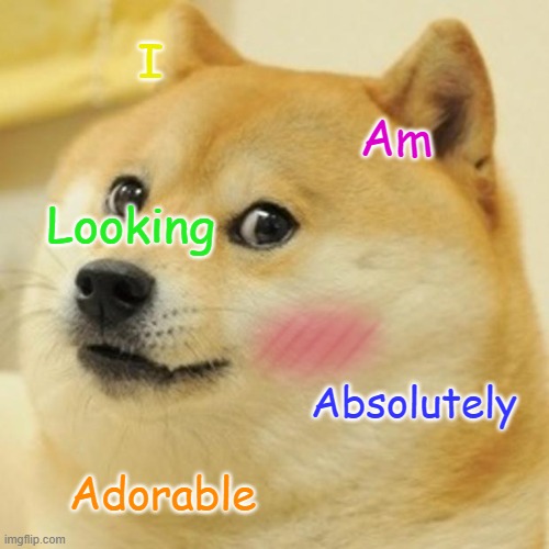 So adorable | I; Am; Looking; Absolutely; Adorable | image tagged in memes,doge | made w/ Imgflip meme maker