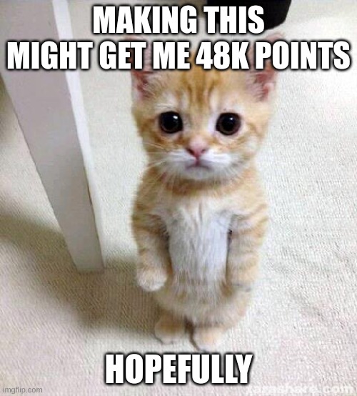 48kpoints | MAKING THIS MIGHT GET ME 48K POINTS; HOPEFULLY | image tagged in memes,cute cat | made w/ Imgflip meme maker