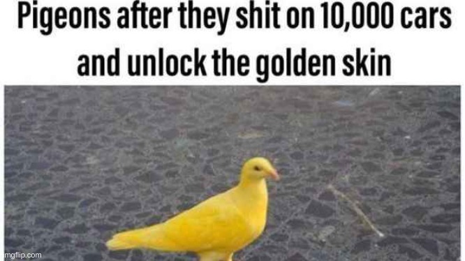 Pee | image tagged in gold | made w/ Imgflip meme maker