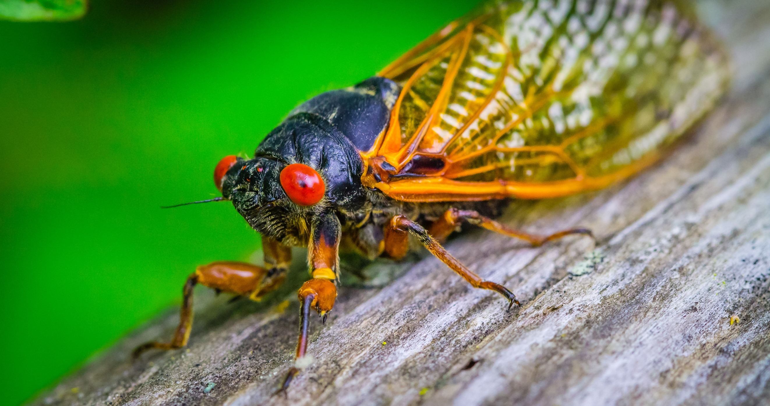 High Quality Cicada Blank Meme Template