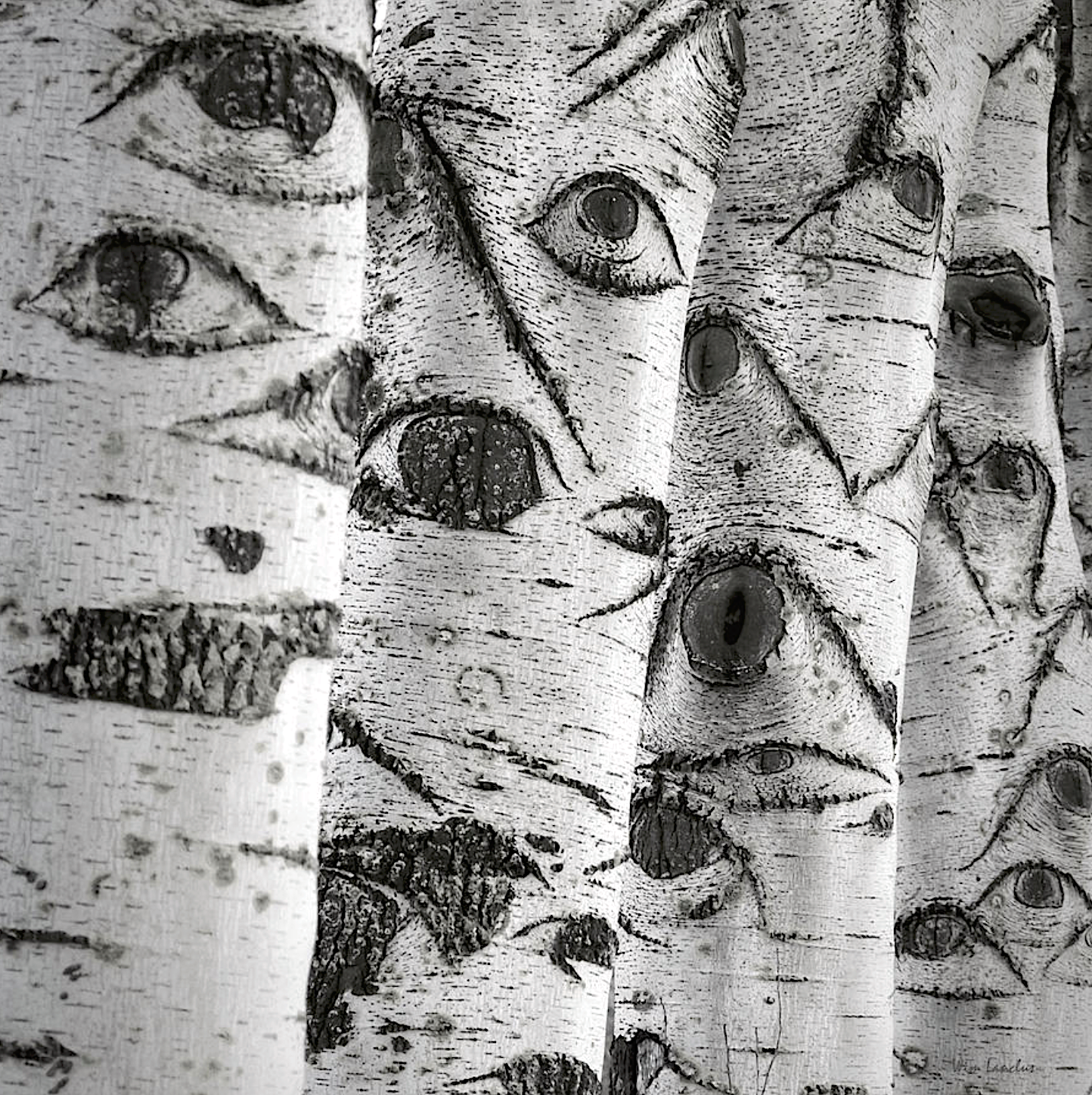 Trees with eyes Blank Meme Template