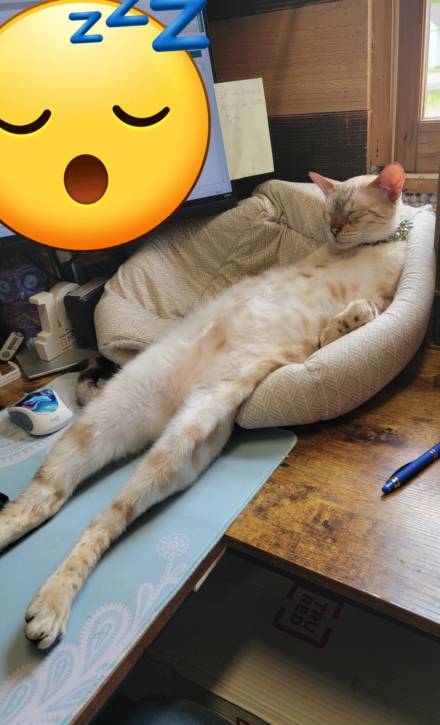 High Quality Sleepy Cat Blank Meme Template