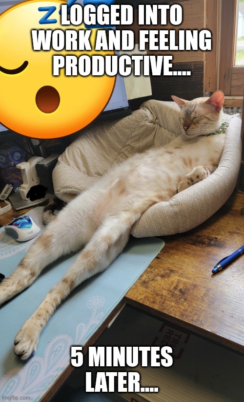 Logged in and Feeling Productive... | LOGGED INTO WORK AND FEELING PRODUCTIVE.... 5 MINUTES LATER.... | image tagged in sleepy cat | made w/ Imgflip meme maker