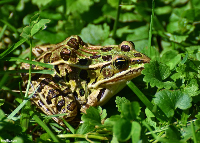 leopard frog | image tagged in photography,leopard frog,by kewlew | made w/ Imgflip meme maker