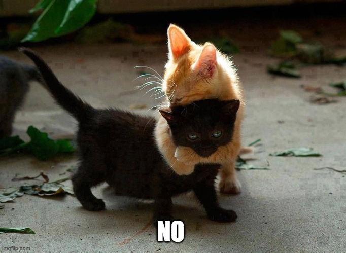kitten hug | NO | image tagged in kitten hug | made w/ Imgflip meme maker