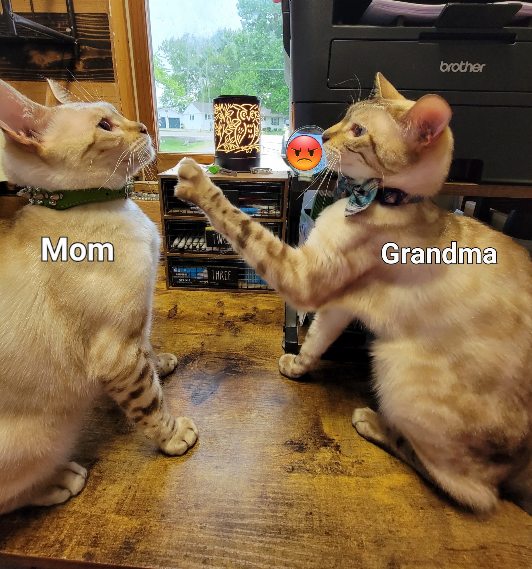 Graduation Party - Cat Fight! Blank Meme Template