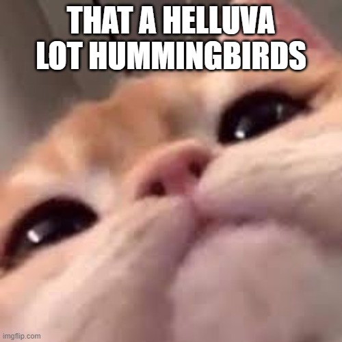 ykyk | THAT A HELLUVA LOT HUMMINGBIRDS | image tagged in you know what im talking about if you listen to lofi | made w/ Imgflip meme maker